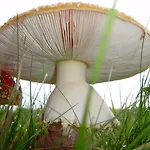 Des Mesanges 2* Meisenthal