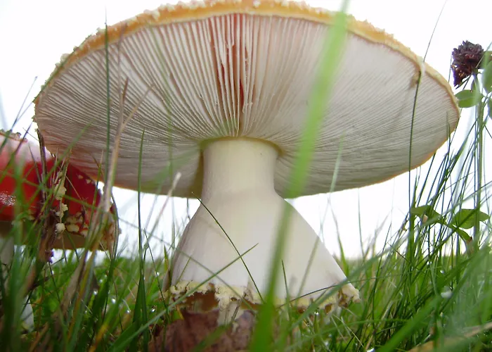 Des Mesanges 2* Meisenthal